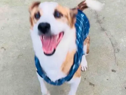 Cachorro raça SRD-ViraLata idade 2 anos nome Derek