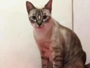 Gato raça SRD-ViraLata idade 2 a 6 meses nome Princesa 