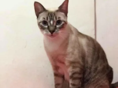 Gato raça SRD-ViraLata idade 2 a 6 meses nome Princesa 