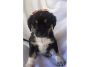 Cachorro raça SRD-ViraLata idade Abaixo de 2 meses nome Kira