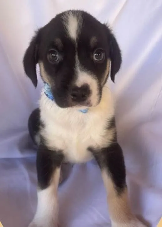Cachorro ra a SRD-ViraLata idade Abaixo de 2 meses nome Pépe