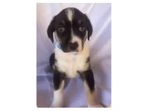 Cachorro raça SRD-ViraLata idade Abaixo de 2 meses nome Pépe