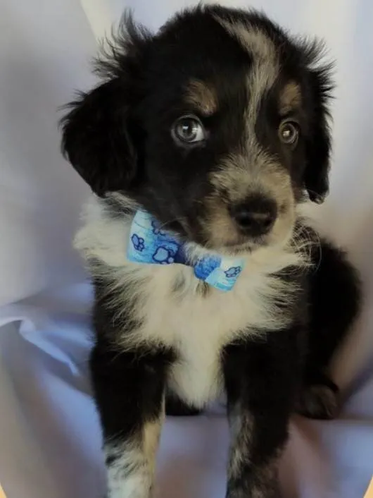 Cachorro ra a SRD-ViraLata idade Abaixo de 2 meses nome Bolota