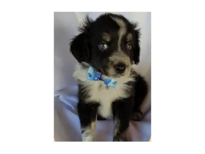 Cachorro raça SRD-ViraLata idade Abaixo de 2 meses nome Bolota