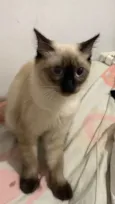 Melzinha
