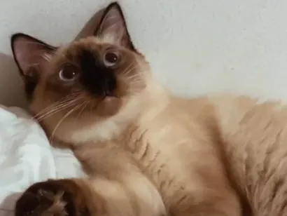 Gato raça SRD-ViraLata idade 2 a 6 meses nome Melzinha