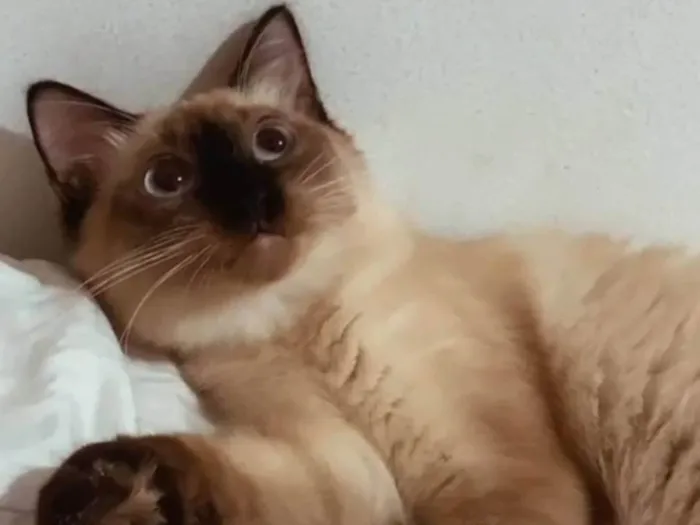 Gato ra a SRD-ViraLata idade 2 a 6 meses nome Melzinha