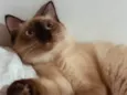 Melzinha