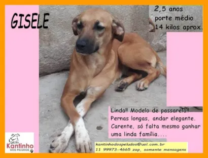 Cachorro raça SRD-ViraLata idade 2 anos nome Gisele