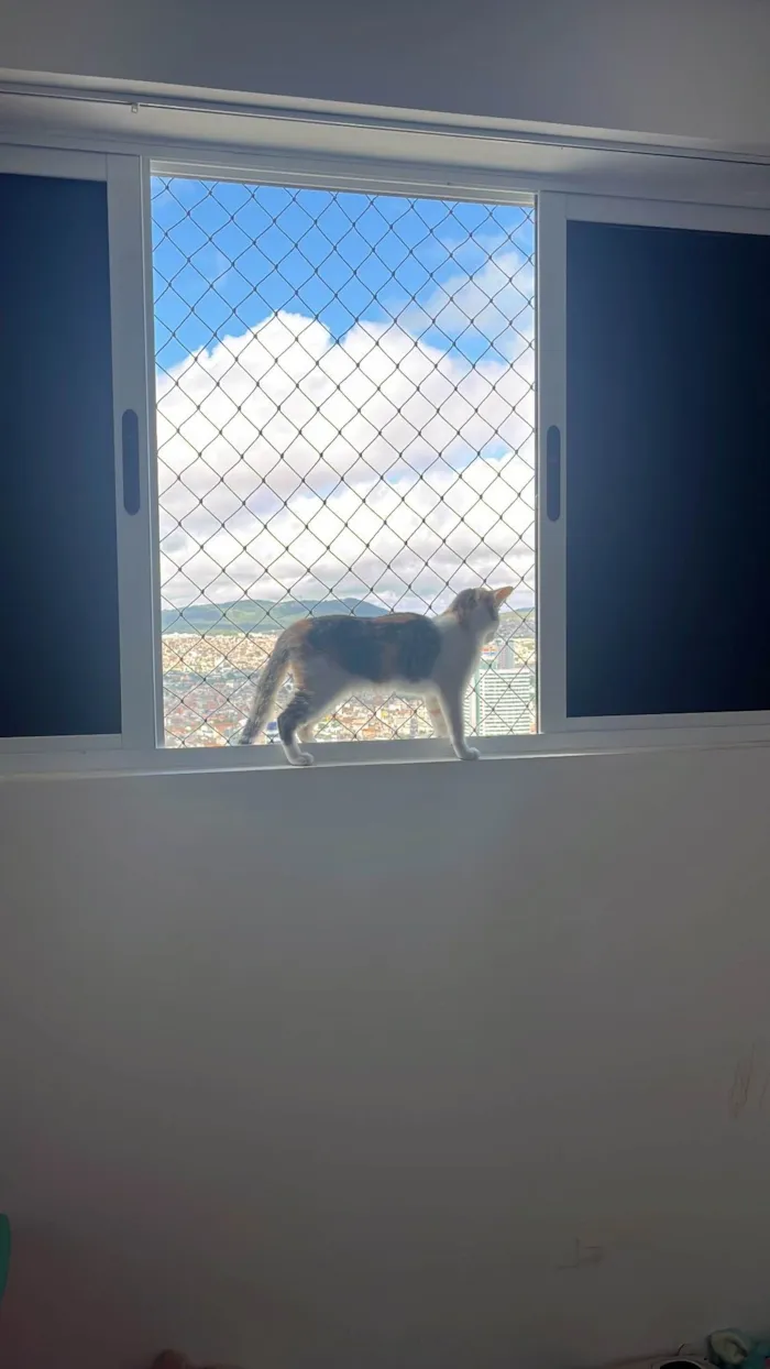 Gato ra a SRD-ViraLata idade 2 a 6 meses nome Zuri