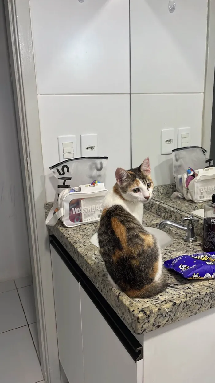 Gato ra a SRD-ViraLata idade 2 a 6 meses nome Zuri