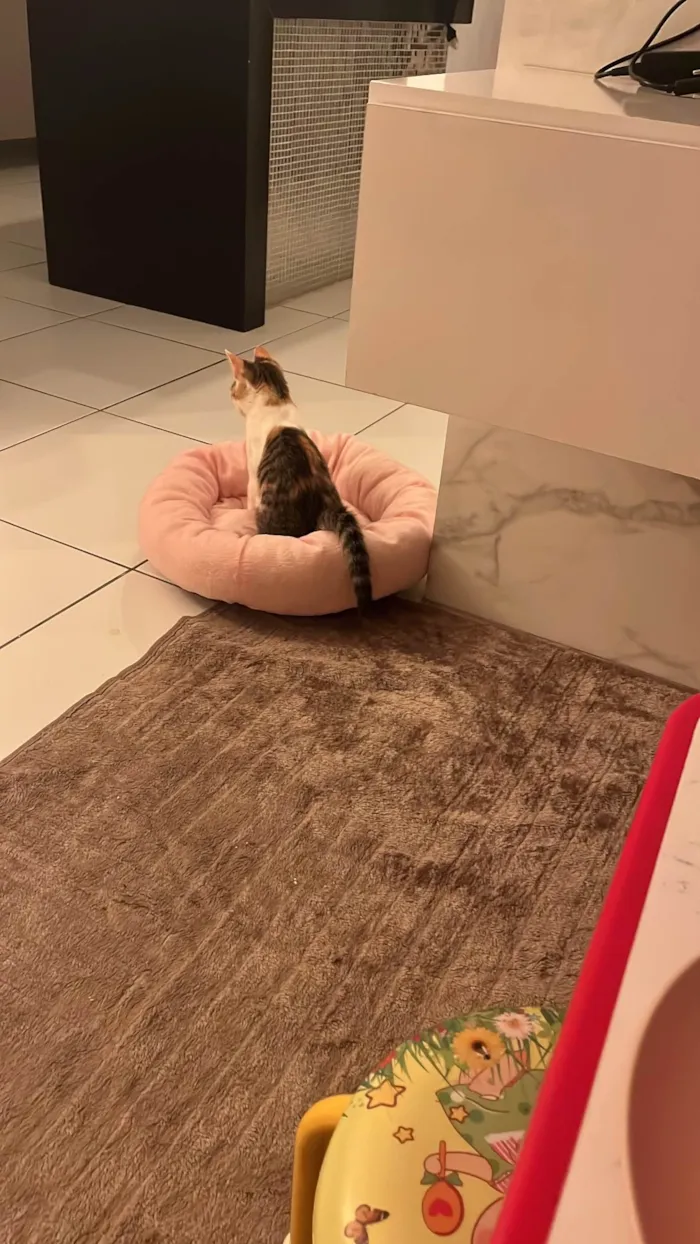 Gato ra a SRD-ViraLata idade 2 a 6 meses nome Zuri