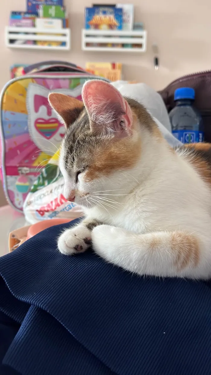 Gato ra a SRD-ViraLata idade 2 a 6 meses nome Zuri
