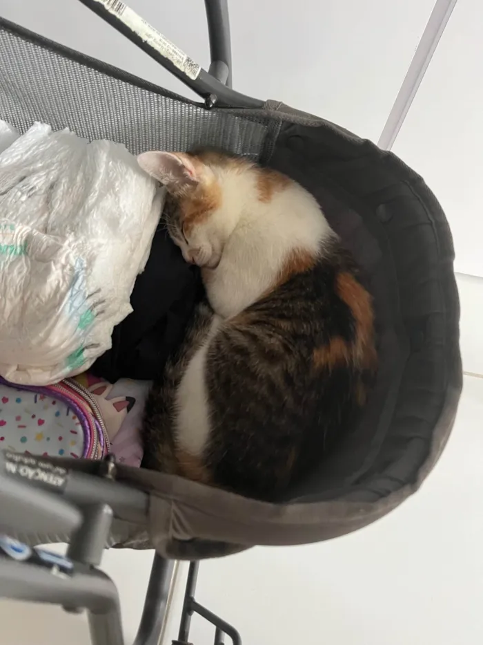 Gato ra a SRD-ViraLata idade 2 a 6 meses nome Zuri