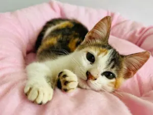Gato raça SRD-ViraLata idade 2 a 6 meses nome Zuri