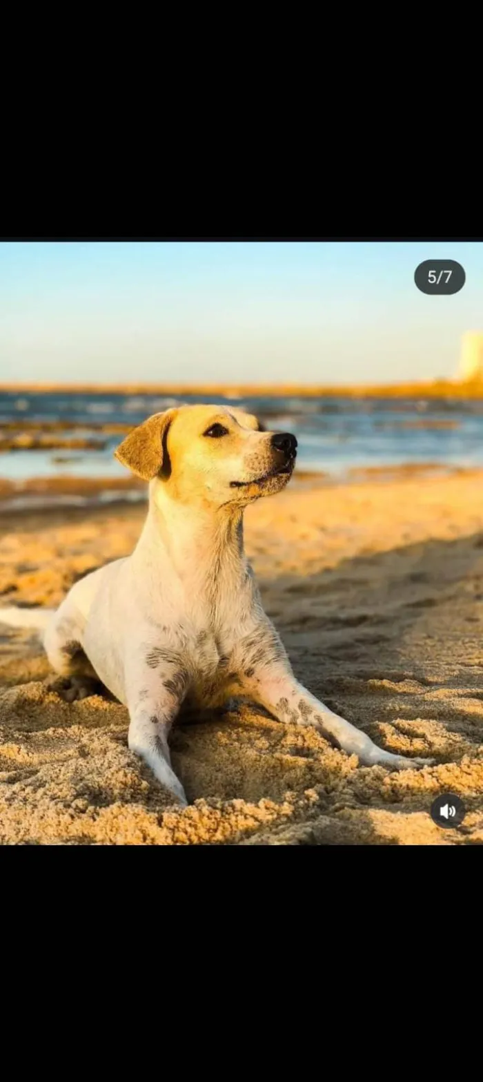 Cachorro ra a SRD-ViraLata idade 5 anos nome MALU
