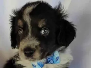Cachorro raça SRD-ViraLata idade Abaixo de 2 meses nome Bolota