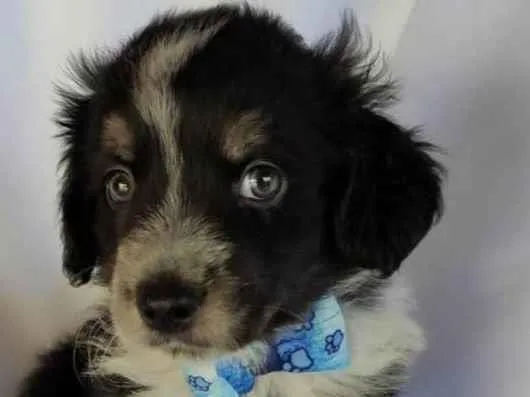 Cachorro ra a SRD-ViraLata idade Abaixo de 2 meses nome Bolota