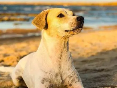 Cachorro raça SRD-ViraLata idade 5 anos nome MALU