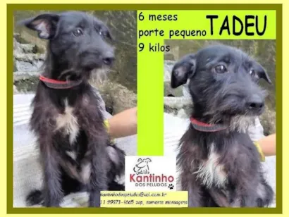 Cachorro raça SRD-ViraLata idade 2 a 6 meses nome Tadeu