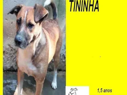 Cachorro raça SRD-ViraLata idade 1 ano nome Tininha
