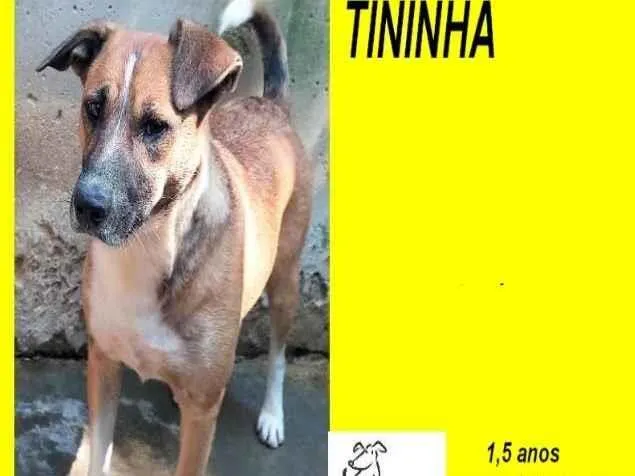 Cachorro ra a SRD-ViraLata idade 1 ano nome Tininha