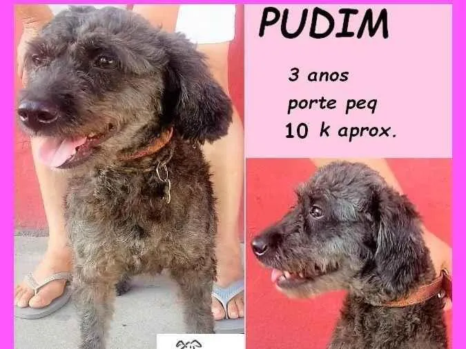 Cachorro ra a SRD-ViraLata idade 3 anos nome Pudim