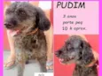 Pudim