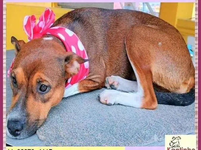 Cachorro ra a SRD-ViraLata idade 1 ano nome Rebeca
