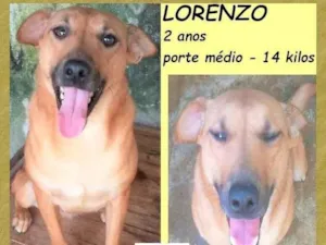 Cachorro raça SRD-ViraLata idade 2 anos nome Lorenzo