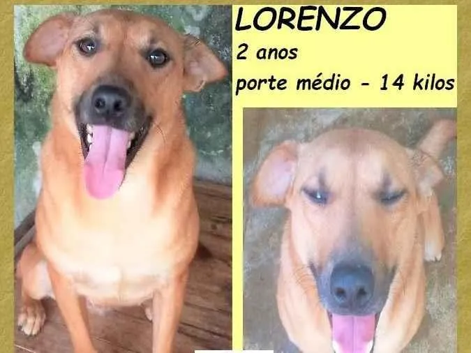 Cachorro ra a SRD-ViraLata idade 2 anos nome Lorenzo