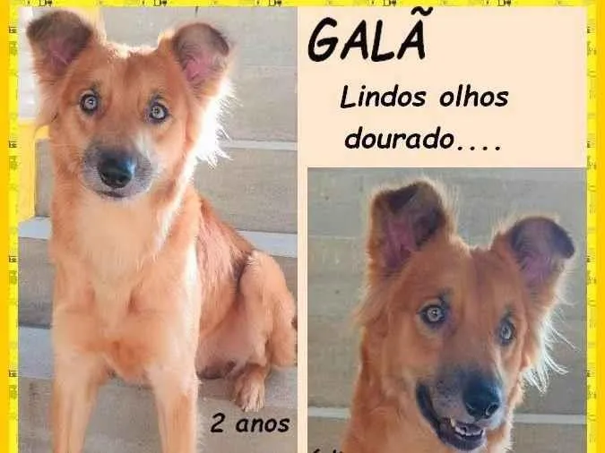 Cachorro ra a SRD-ViraLata idade 2 anos nome Galã