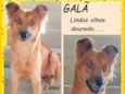 Galã