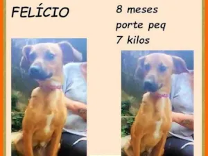 Cachorro raça SRD-ViraLata idade 7 a 11 meses nome Felício