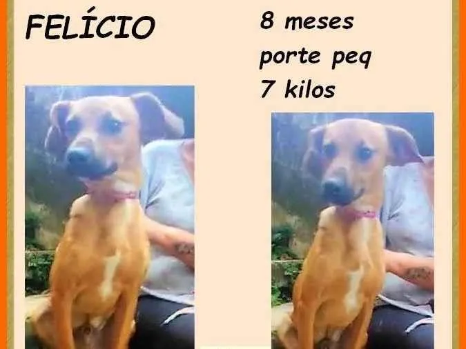 Cachorro ra a SRD-ViraLata idade 7 a 11 meses nome Felício