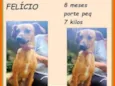 Felício