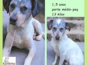 Cachorro raça SRD-ViraLata idade 1 ano nome Faísca