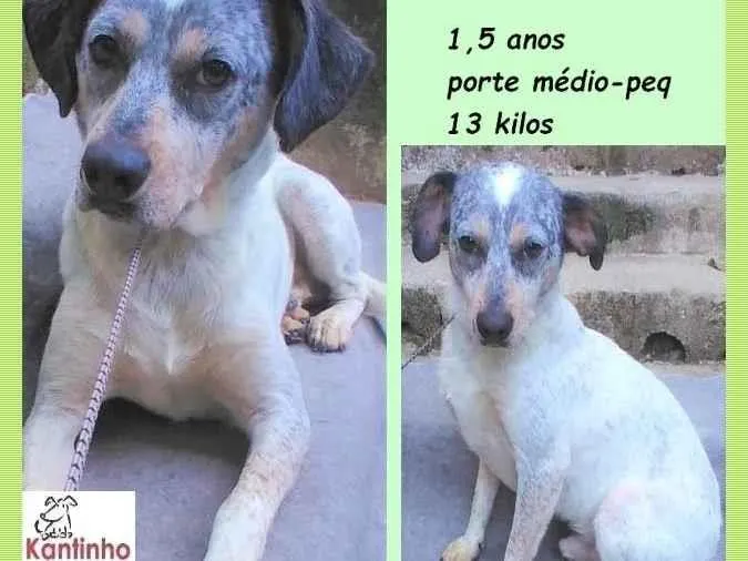 Cachorro ra a SRD-ViraLata idade 1 ano nome Faísca