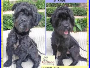 Cachorro raça SRD-ViraLata idade 2 anos nome Joaquim