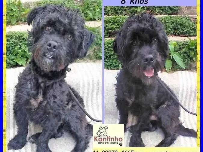 Cachorro ra a SRD-ViraLata idade 2 anos nome Joaquim