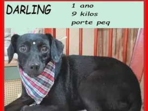 Cachorro raça SRD-ViraLata idade 1 ano nome Darling