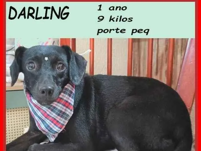 Cachorro ra a SRD-ViraLata idade 1 ano nome Darling