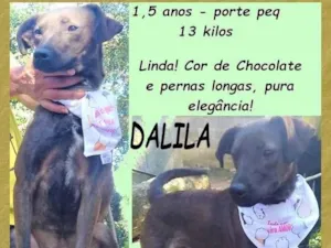 Cachorro raça SRD-ViraLata idade 1 ano nome Dalila