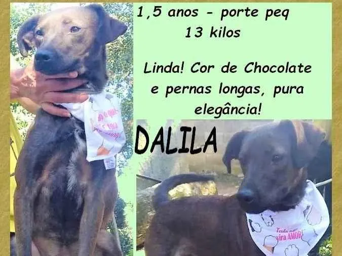 Cachorro ra a SRD-ViraLata idade 1 ano nome Dalila
