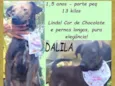 Dalila