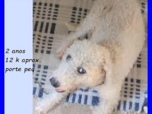 Cachorro raça SRD-ViraLata idade 2 anos nome Chantilly