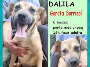 Cachorro raça SRD-ViraLata idade 2 a 6 meses nome Dalila