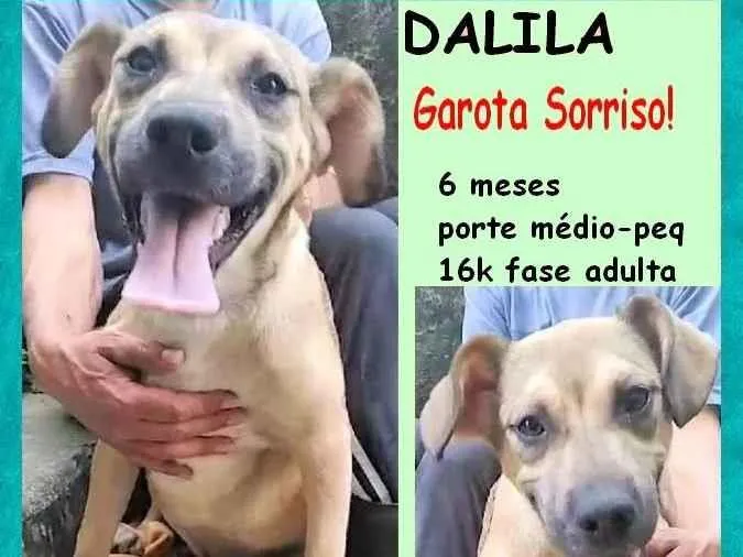 Cachorro ra a SRD-ViraLata idade 2 a 6 meses nome Dalila