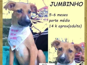 Cachorro raça SRD-ViraLata idade 2 a 6 meses nome Jumbinho