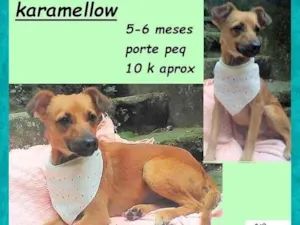 Cachorro raça SRD-ViraLata idade 2 a 6 meses nome Karamellow